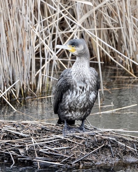 cormorant